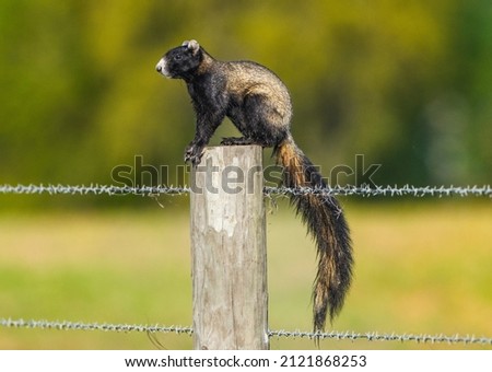 Sherman's fox squirrel Sciurus Niger Shermani,  Florida native, species of special concern, protected and threatened, black and tan colors, long bushy tail, on barbed wire fence post Florida country 