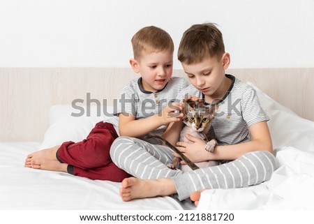 Relationship cat and human. Friendship with pet. Two boys play with gray canadian sphynx cat on bed. Emotional support animal. Indoor activity