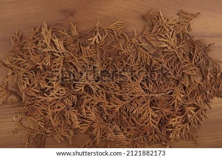 Dry leaves of thuja tree on wooden background. Pattern of dried thuja branches, texture of fallen dead leaves.