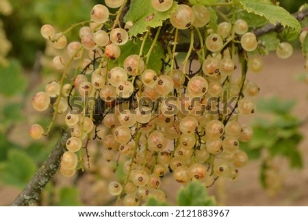 Red currant 'Witte Hollander' white berries (Ribes rubrum) Royalty-Free Stock Photo #2121883967