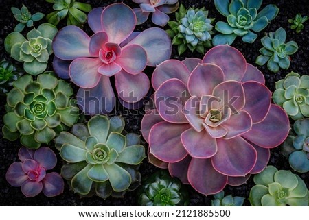 Echeveria Succulent plants on black sand background, top view, closeup. Green purple echeveria succulents collection on Potting basalt soil. Trendy Indoor Plant Gritty Rocks. Fairy Gardening print Royalty-Free Stock Photo #2121885500