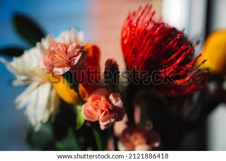 Pink Rose with Red Pincushion Protea Royalty-Free Stock Photo #2121886418