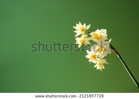 hand holding a white flower. green background. cover photo that can be written on