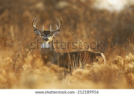 A white-tailed deer buck in golden light. Royalty-Free Stock Photo #212189956