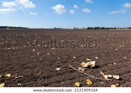 Yellow leaves on the ploughed field in autumn. Blue sky.