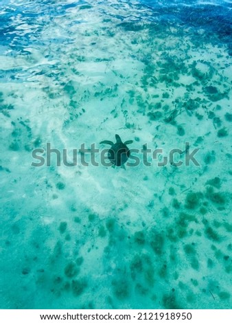 Turtle in Caribbean sea, Dominican Republic