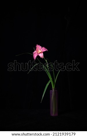 Bright dark purple Hemerocallis Peggy's Pink, known as daylily, lily or garden lily. in the style of minimalism on a dark background in a vase, a poster, a picture in the interior.postcard