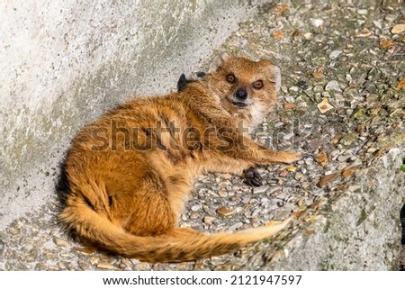 yellow mongoose, Cynictis penicillata, cute animal lying, portrait