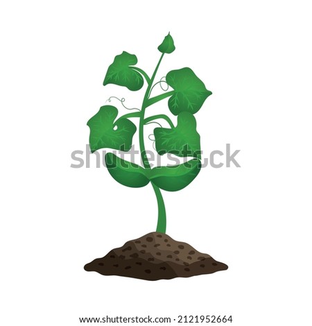 Cucumber plant growth stages composition with image of sprout with leaves in ground vector illustration