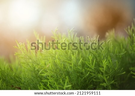 Abstract green background with green plant
