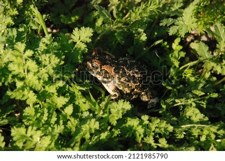 cyprus natural life frog varieties