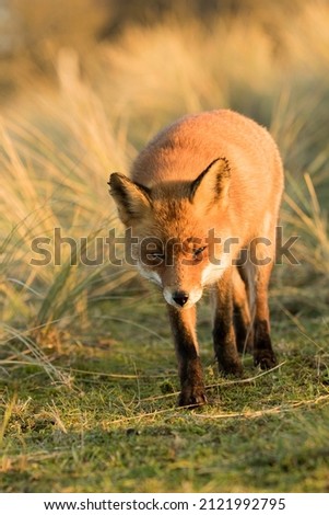 Red Fox Standing in A Nature Background