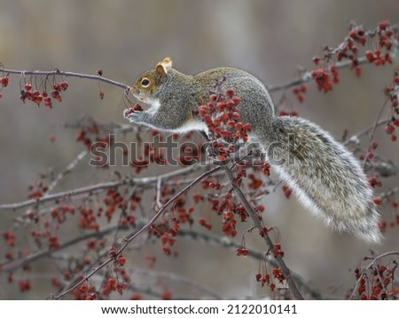 Eastern Gray Squirrel Feeding on Red Berries