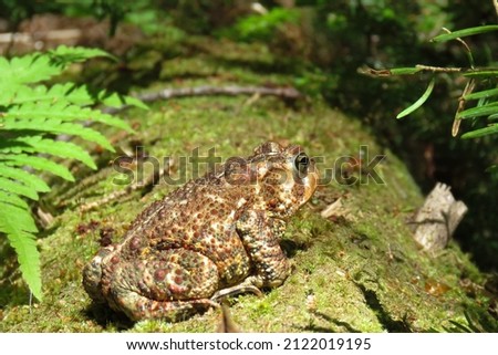 Toad on a log surrounded by moss and plants