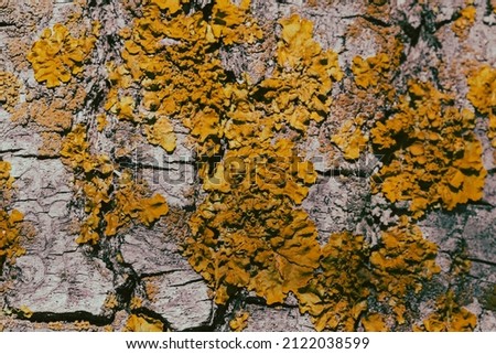 bright moss and fungus on the bark of the tree, background picture, background. High quality photo