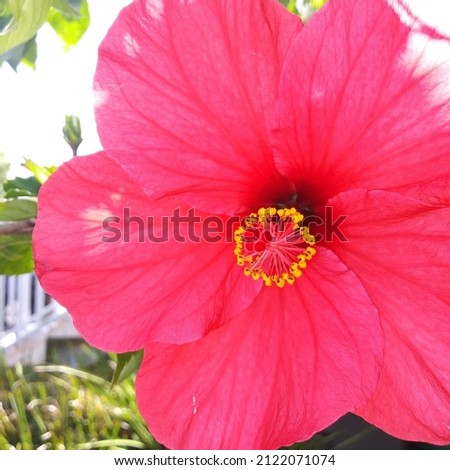 Flower picture full bloom springtime and summer