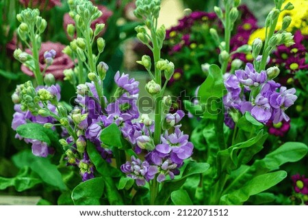 Beautiful bouquet of spring flowers 