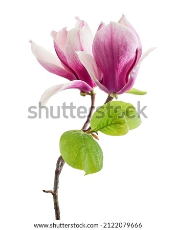 Magnolia liliiflora flower on branch with leaves, Lily magnolia flower isolated on white background with clipping path                            