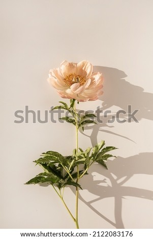 Peachy peony flower on white background. Minimal stylish still life floral composition