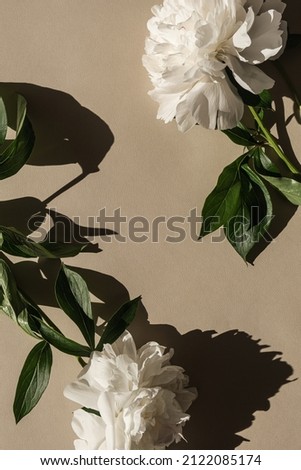 Elegant white peony flowers with sunlight shadows on neutral beige background. Flat lay, top view bohemian aesthetic floral composition