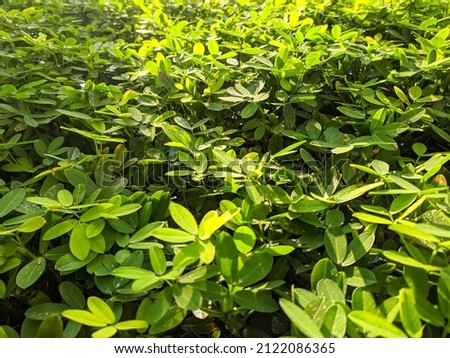 Close up image of green peanut leaves with a morning sunshine, so calm and refreshing natural background