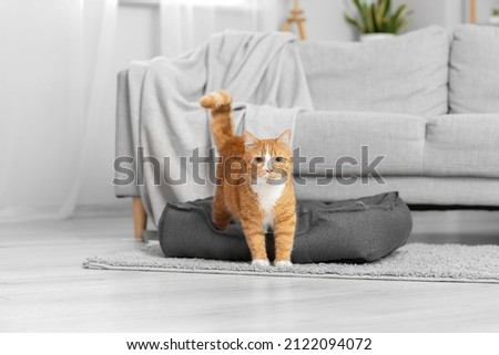 Cute red cat in pet bed near sofa Royalty-Free Stock Photo #2122094072