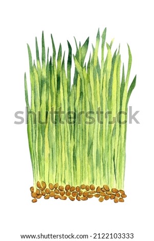 Watercolor of fresh sprouts plants. Hand drawn illustration on white background.