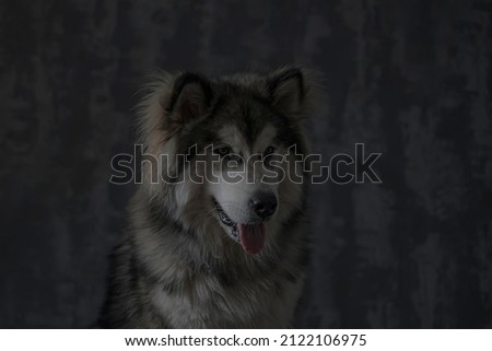 Dark indoor portrait of Malamute boy. Young cute doggy in an underexposed picture. Silhouette of a pet. Selective focus on the details, blurred background.
