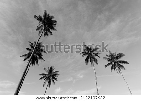 Coconut palm tree in black and white against sky background.