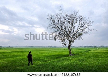 Picture of young man relaxing in paddy field while looking at a single tree in Selising, Pasir Puteh, Kelantan.