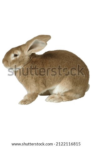 lovely young rabbit sitting white background