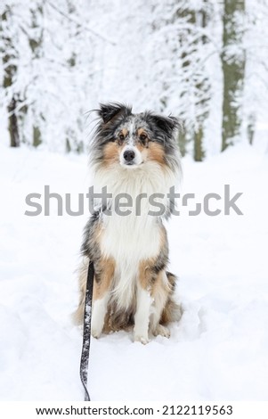 Lovely blue merle shetland sheepdog sitting in white snow forest tree alley. Photo taken in cold,windy december day.