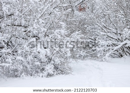 Close up detail photography of small forest bushes with large snow fallen on them. Photo taken on a cold December day.