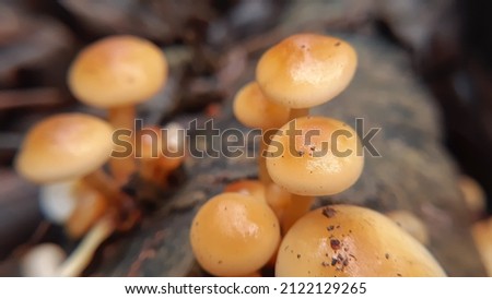 Beautiful small   brown   mushroom picture
Wild mushrooms of himalayas