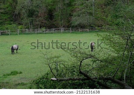 prehistoric horses grazing in the meadow