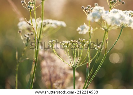 Yarrow plant (Achillea millefolium) at sunrise with drops of dew close-up, selective focus on some branches