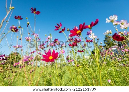 Royalty high quality free stock image . Close-up Red Sulfur Cosmos flowers blooming on garden plant on blue background