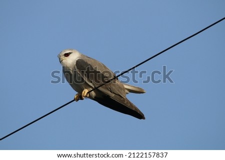 View of Black Shouldered Kite perched on an electric wire
