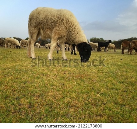 goat gazing grass in the grass field 