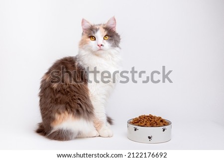 portrait of a funny cute gray and white cat, fluffy with a bowl of dry food sitting on a white background