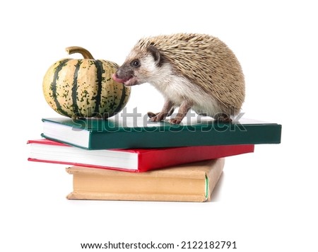 Cute hedgehog with books and pumpkin on white background