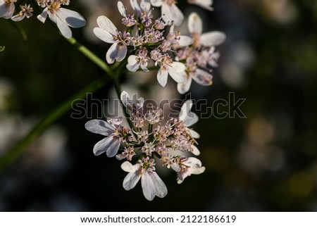 India, 11 February, 2022 : Coriander flower, Closeup of Coriander flowers, white flowers.