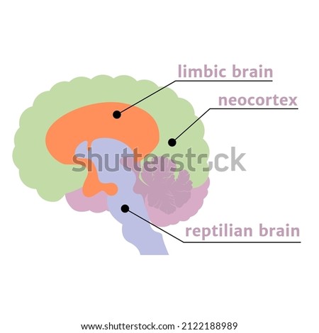 The Triune Brain. The notation of the structures with a description. Vector illustration