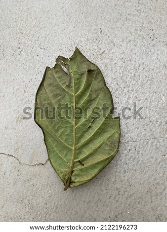 The picture of dry leaf.