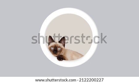 Funny kitten with beautiful blue eyes lying on gray background. Lovely fluffy cat on horizontal banner with copy space for popular social media website cover image.