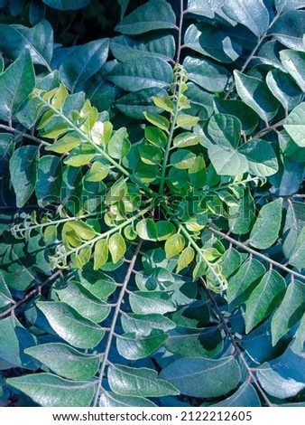 beautiful picture of curry leaves 
