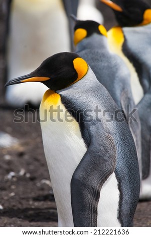 King Penguin  (Aptenodytes patagonicus) on the background of the penguin colony, Falkland Islands