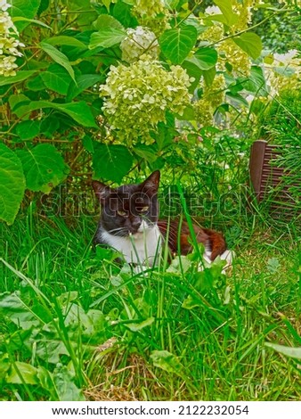 Black and white cat lying under a hydrangea flowers bush in the green grass summer day photo portrait looking straight fur pet domestic animal face