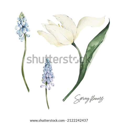 Watercolor spring floral elements. Hand drawn blue muscari and white tulip flowers. Botanical illustration on white background. Blooming flowers.