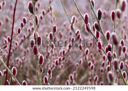 Willow Salix gracilistyla 'Mount Aso' Royalty-Free Stock Photo #2122249598